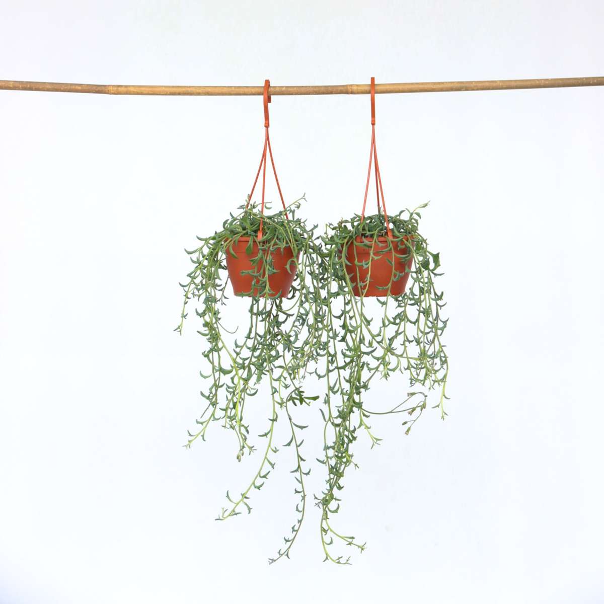 Senecio Peregrinus - Delfinpflanze - 2er-Set