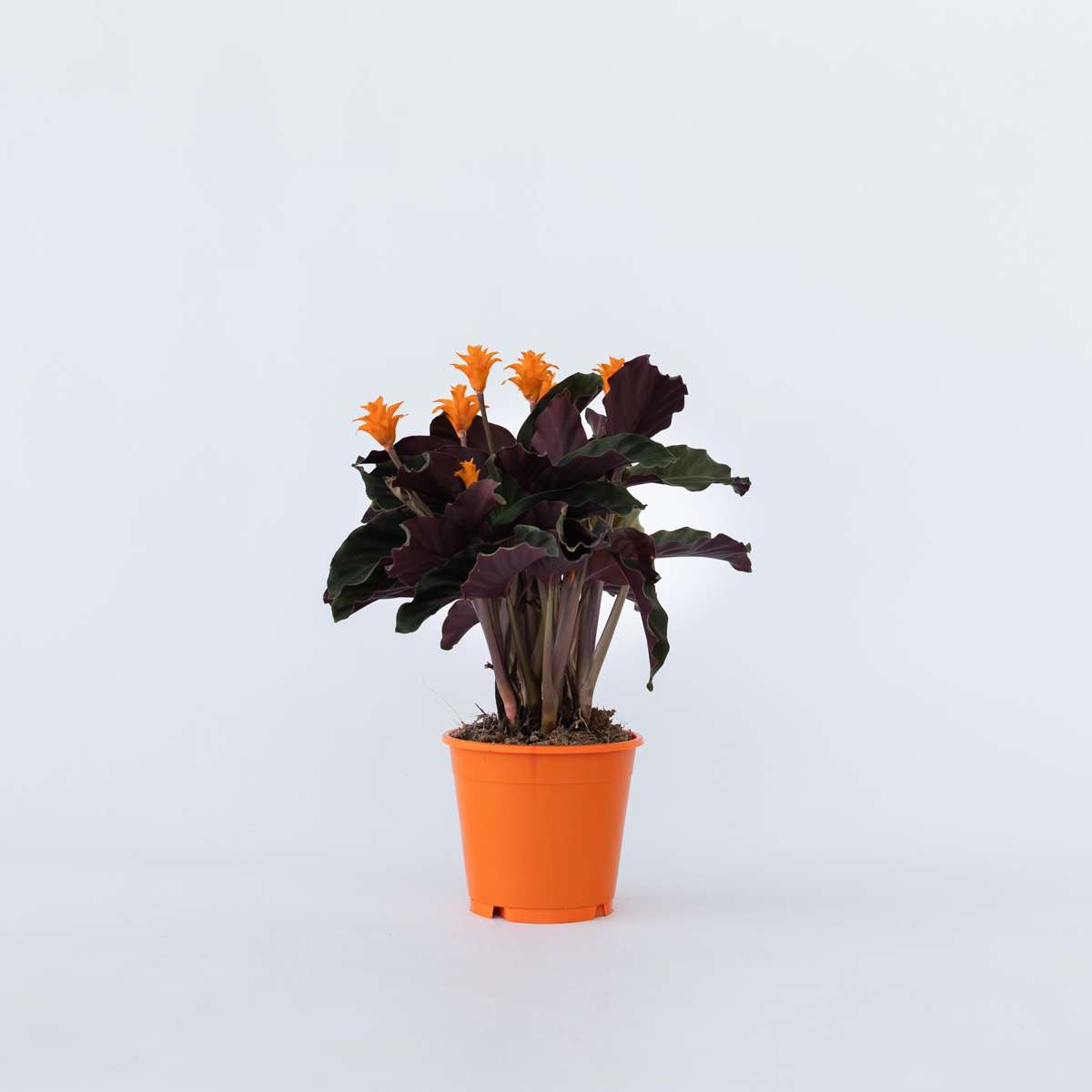 Calathea 'Crocata'