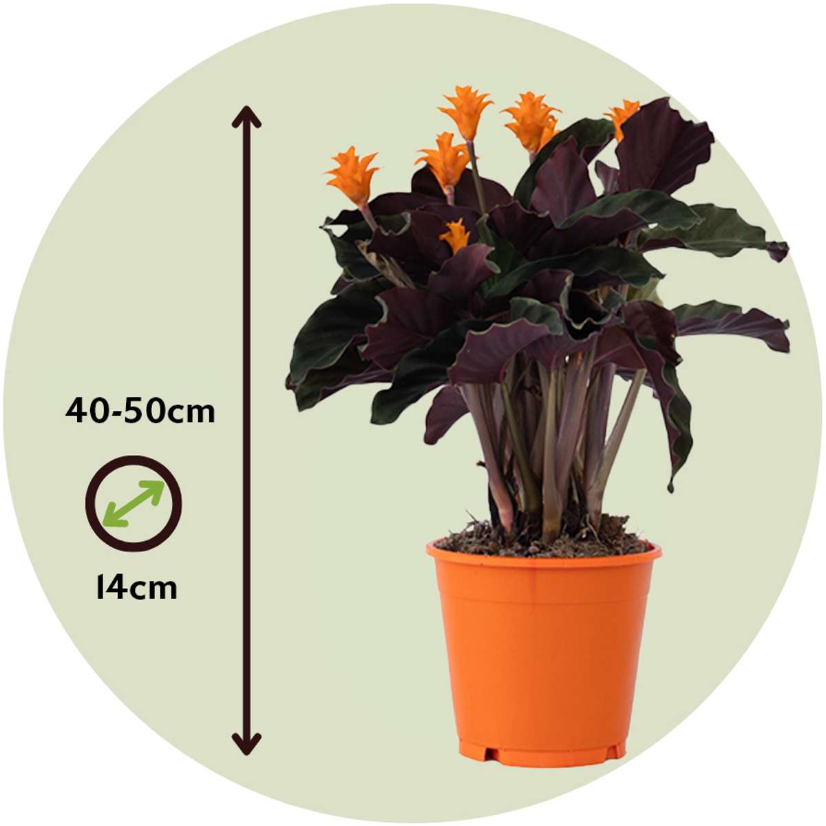 Calathea crocata 'Tassmania' - Mit Blumenerde