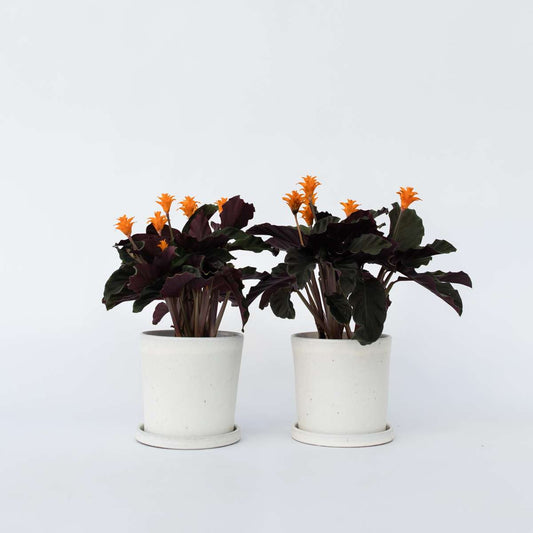 Calathea 'Crocata' - 2er-Set