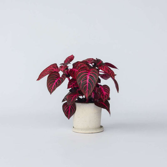 Iresine Herbstii 'Red' - Fleischrindenpflanze