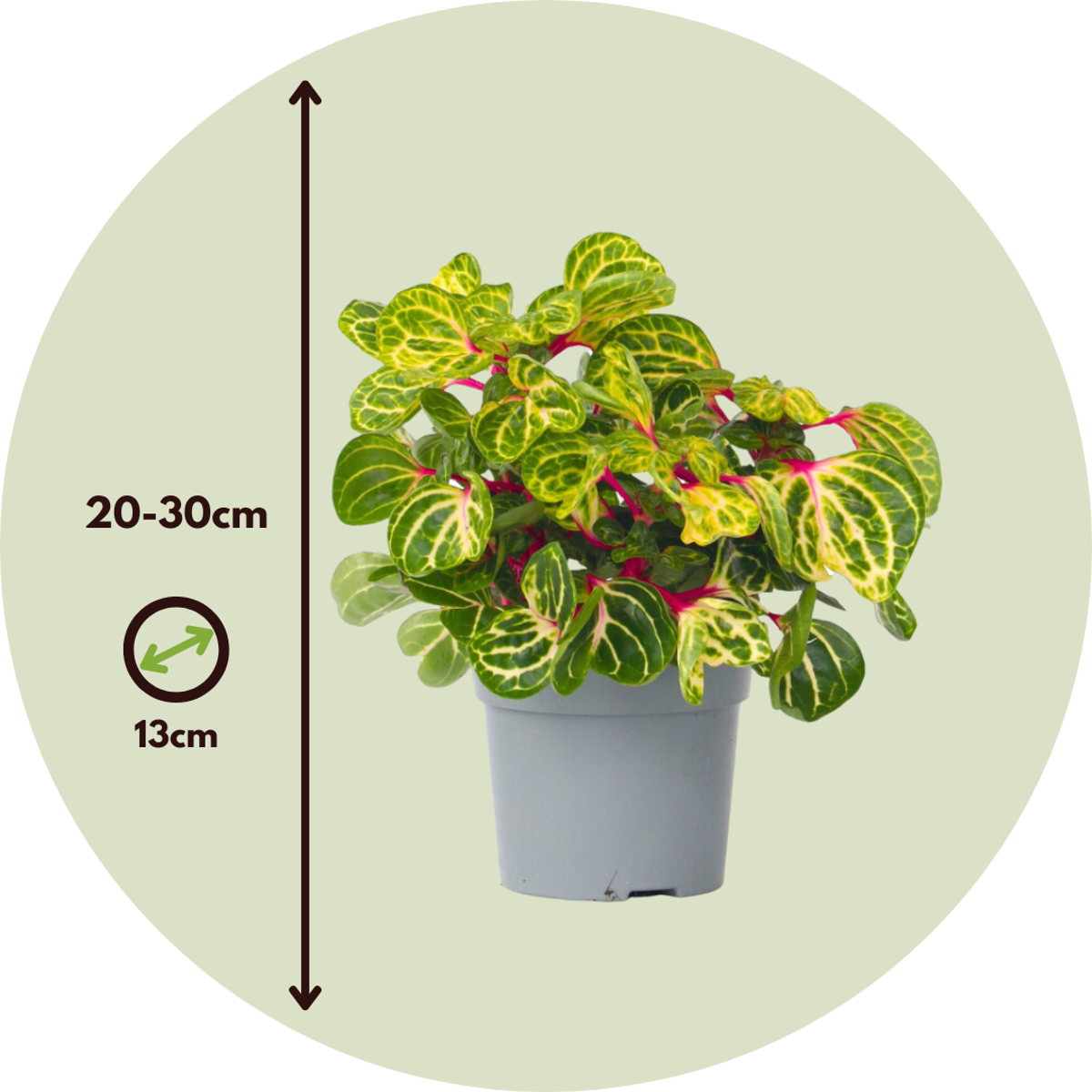 Iresine Herbsti 'Yellow' - Set van 2 - Biefstukplant