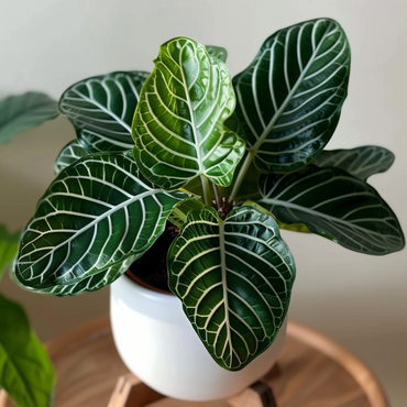 Aphelandra - Zebrapflanze