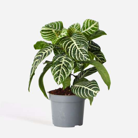 Aphelandra - Zebrapflanze