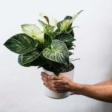 Aphelandra - 2er-Set - Zebrapflanze