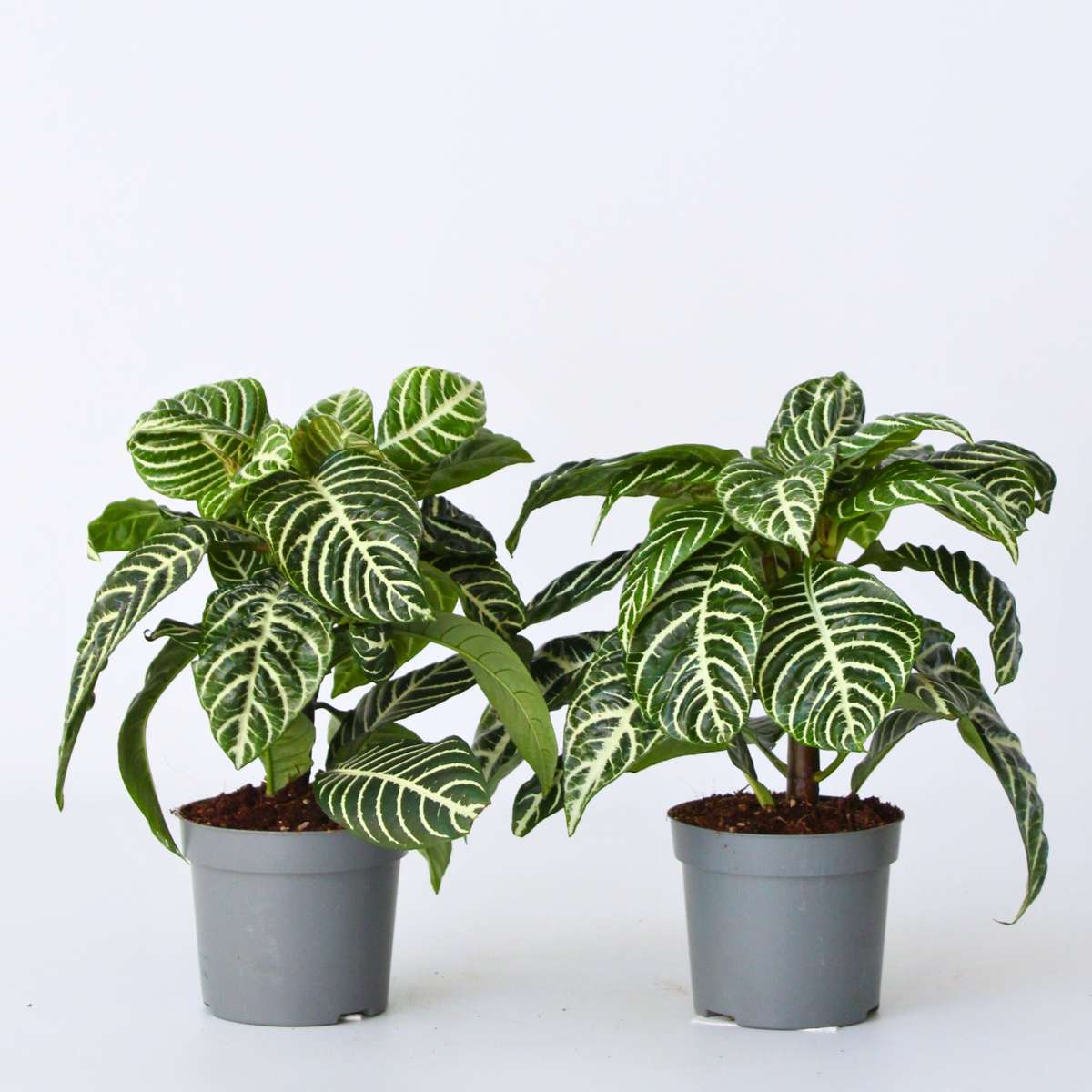 Aphelandra - 4er-Set - Zebrapflanze