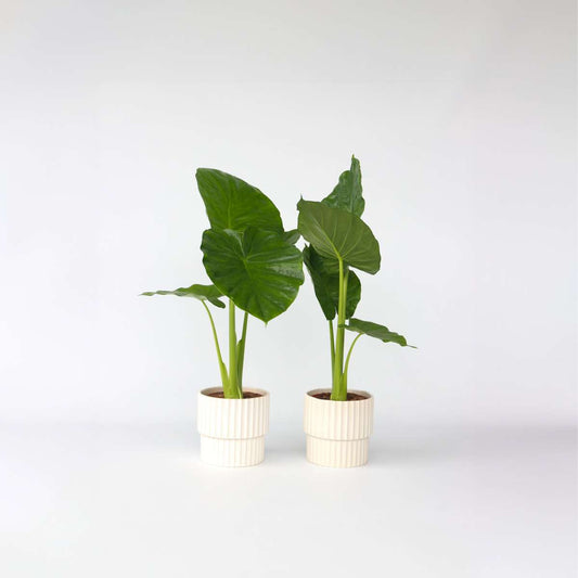 Alocasia 'Odora' - 2er-Set - Elefantenohr