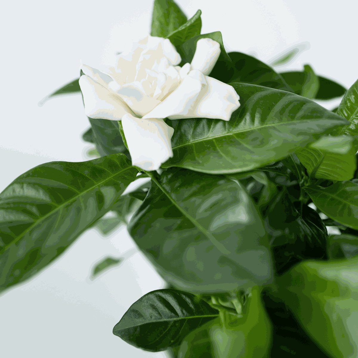 Gardenia Jasminoides - Weiße Blüten - Jasmin