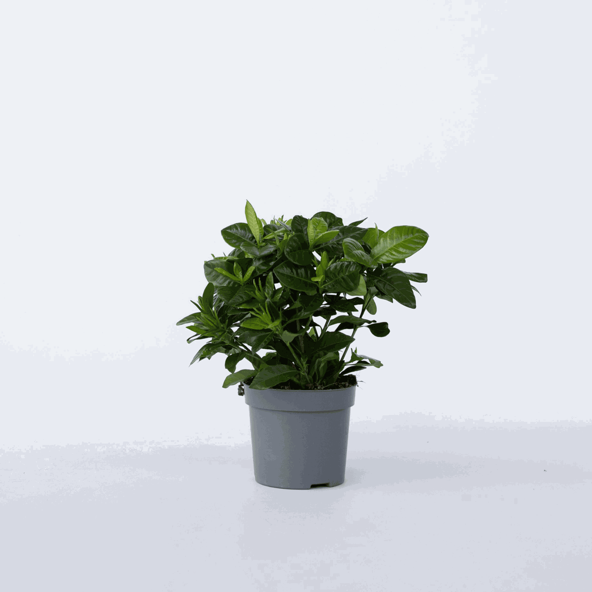 Gardenia Jasminoides - Weiße Blüten - Jasmin