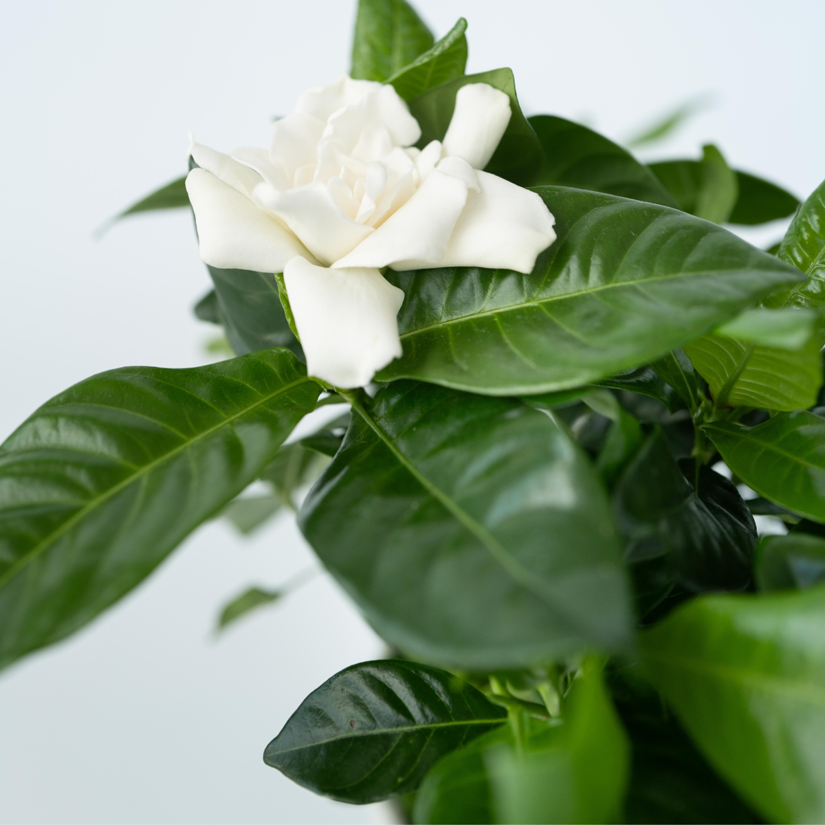 Gardenia Jasminoides - 2er-Set - Jasmin