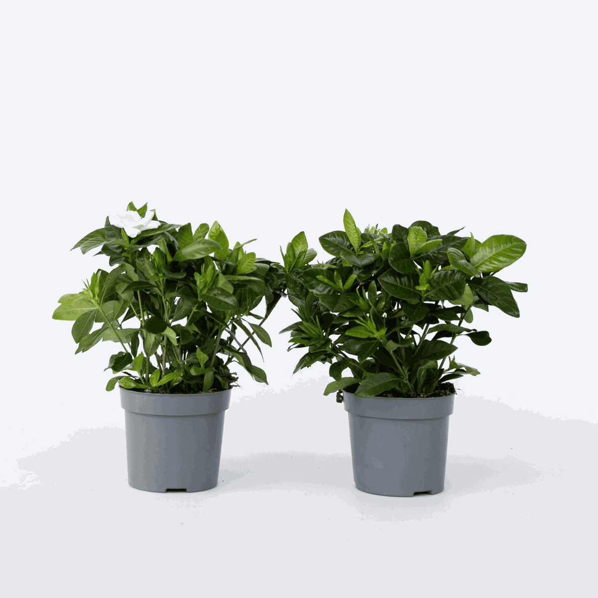 Gardenia Jasminoides - 2er-Set - Jasmin