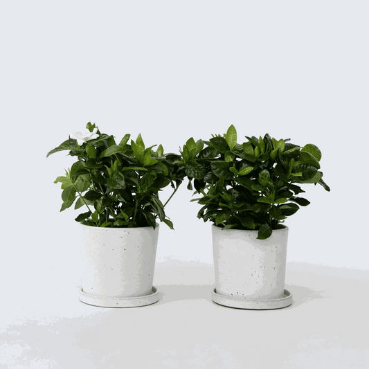 Gardenia Jasminoides - 2er-Set - Jasmin