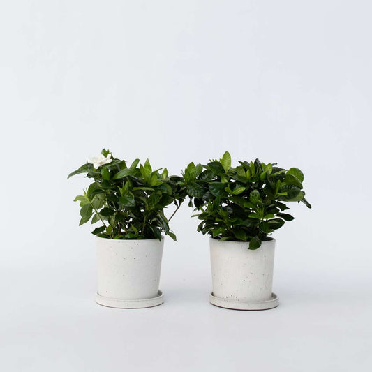 Gardenia Jasminoides - 4er-Set - Jasmin
