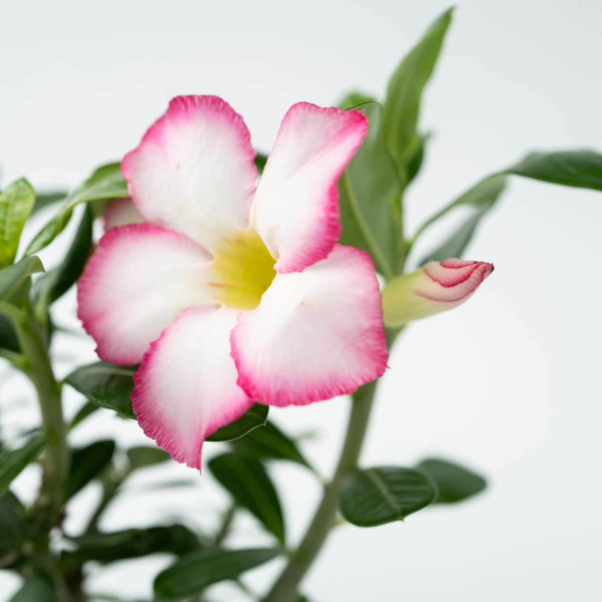 Adenium obesum - Weiß - Wüstenrose