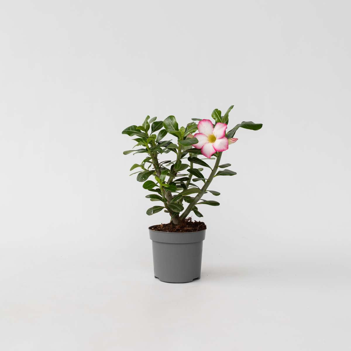 Adenium obesum - Weiß - Wüstenrose