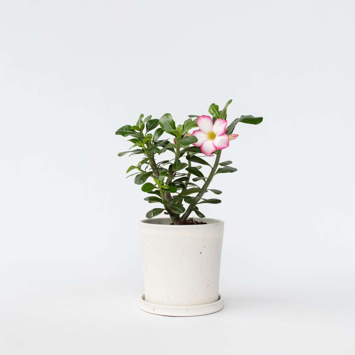 Adenium obesum - Weiß - Wüstenrose