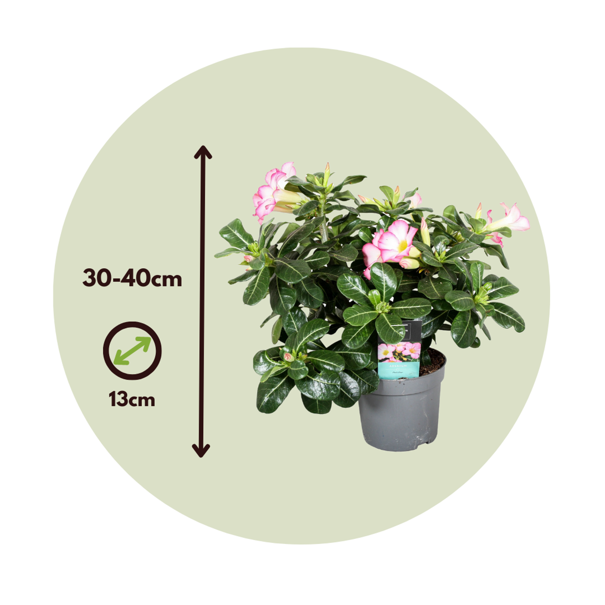 Adenium obesum - Weiß - Wüstenrose