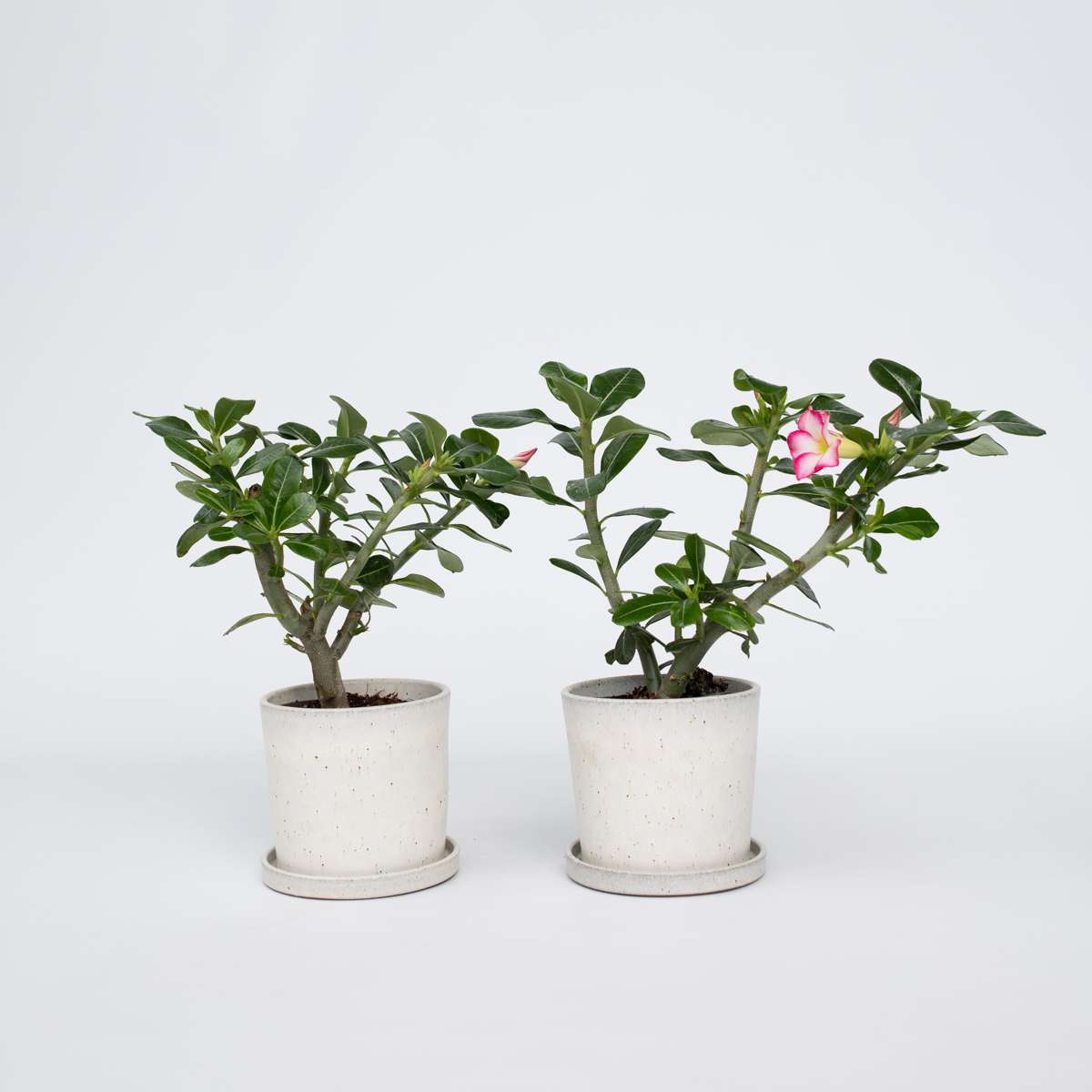 Adenium obesum - Rosa - Wüstenrose