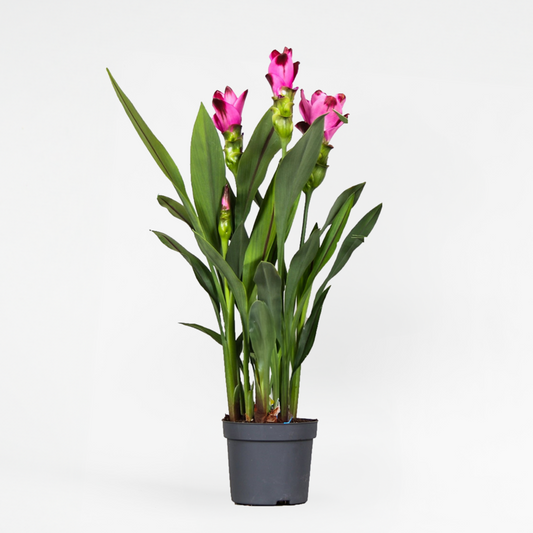 Curcuma 'Siam Splash' - Siamesische Tulpe