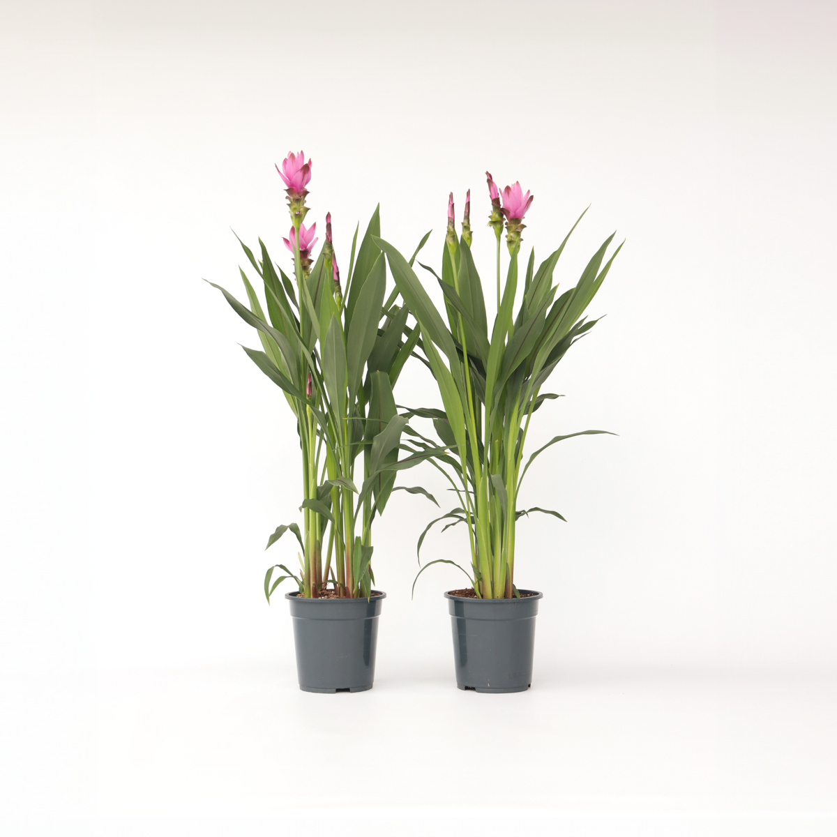 Curcuma Alismatifolia Siam 'Supreme' - 2er-Set
