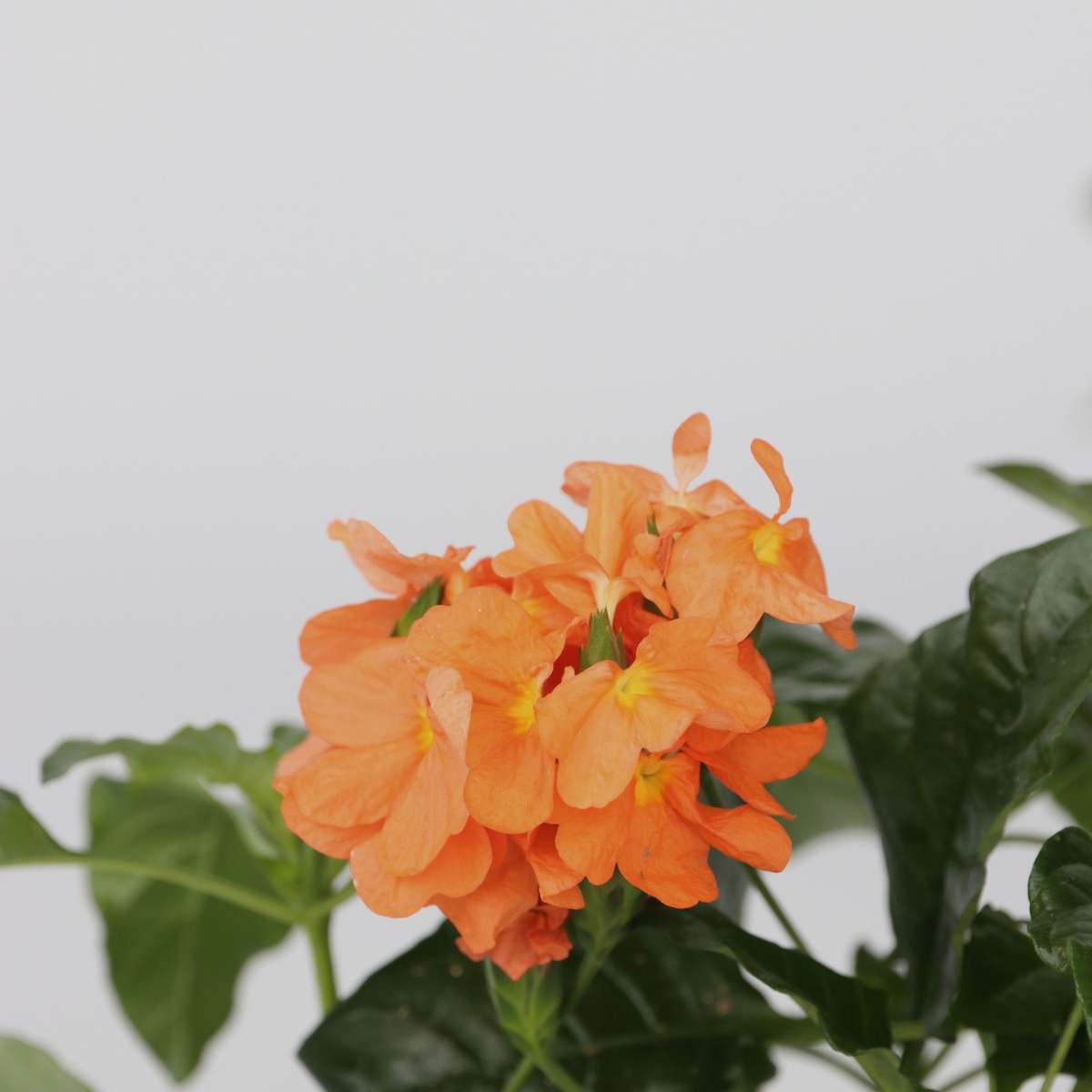Crossandra 'Fortuna' - 2er-Set