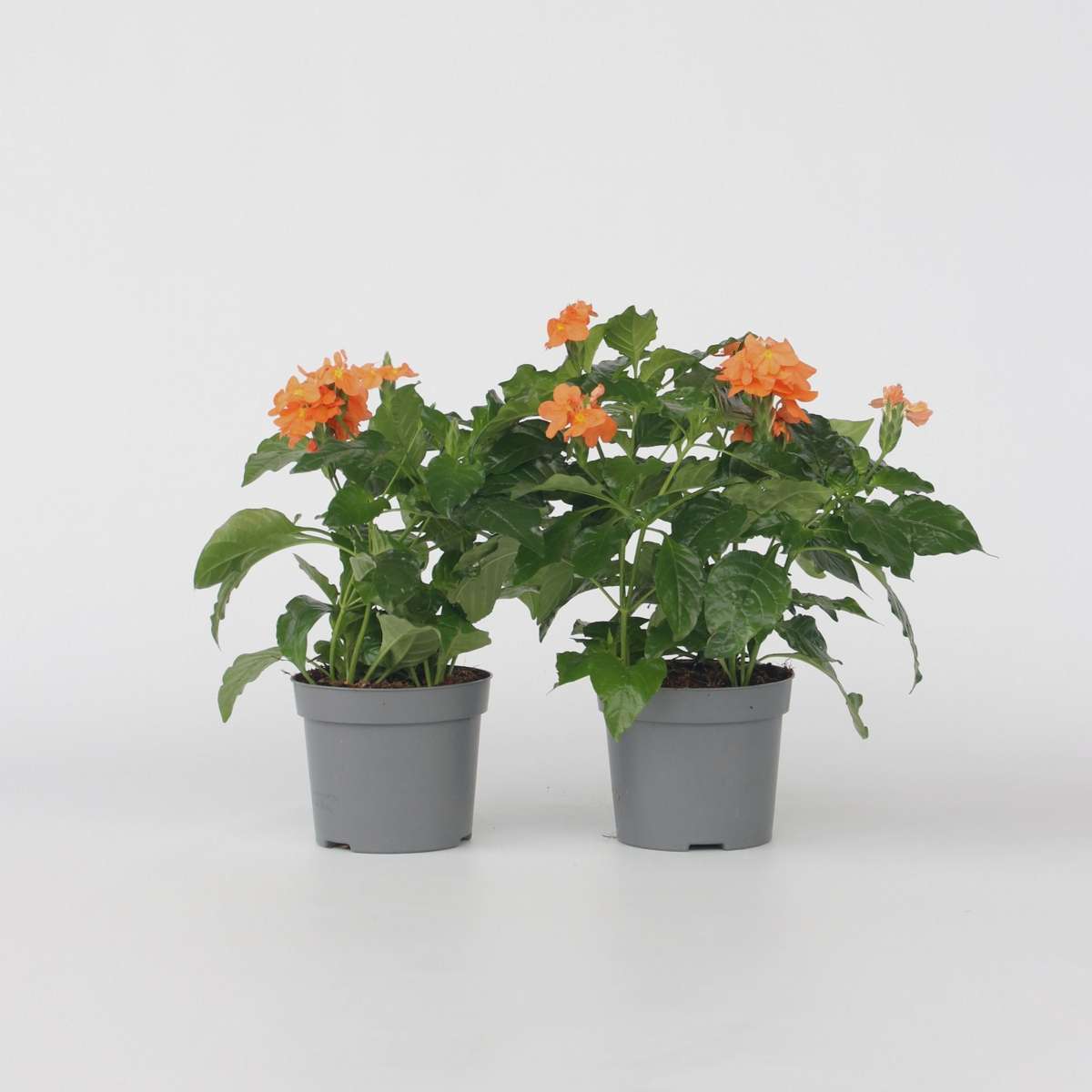Crossandra 'Fortuna' - 2er-Set
