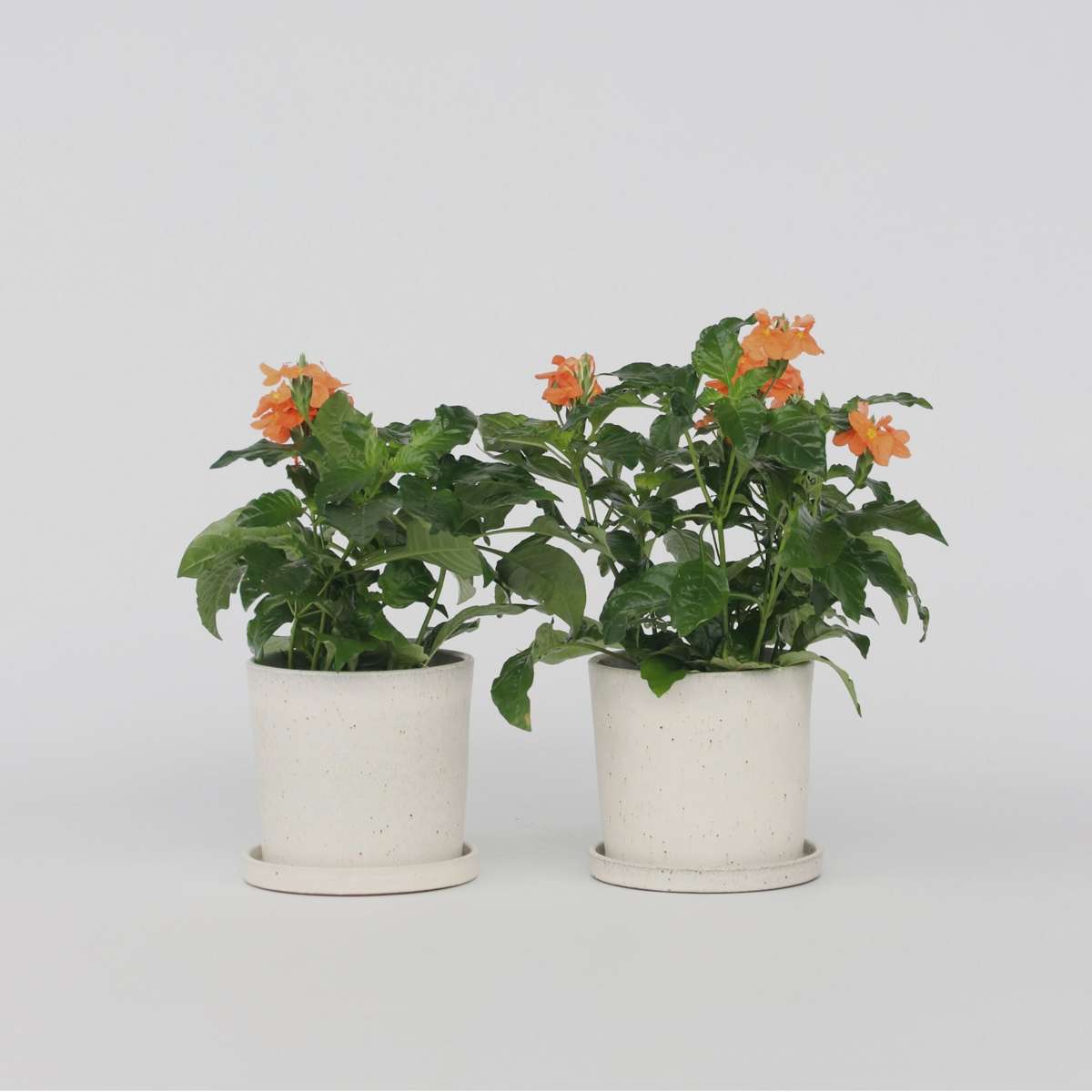 Crossandra 'Fortuna' - 2er-Set