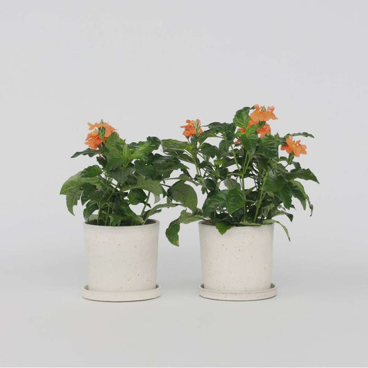 Crossandra 'Fortuna' - 4er-Set