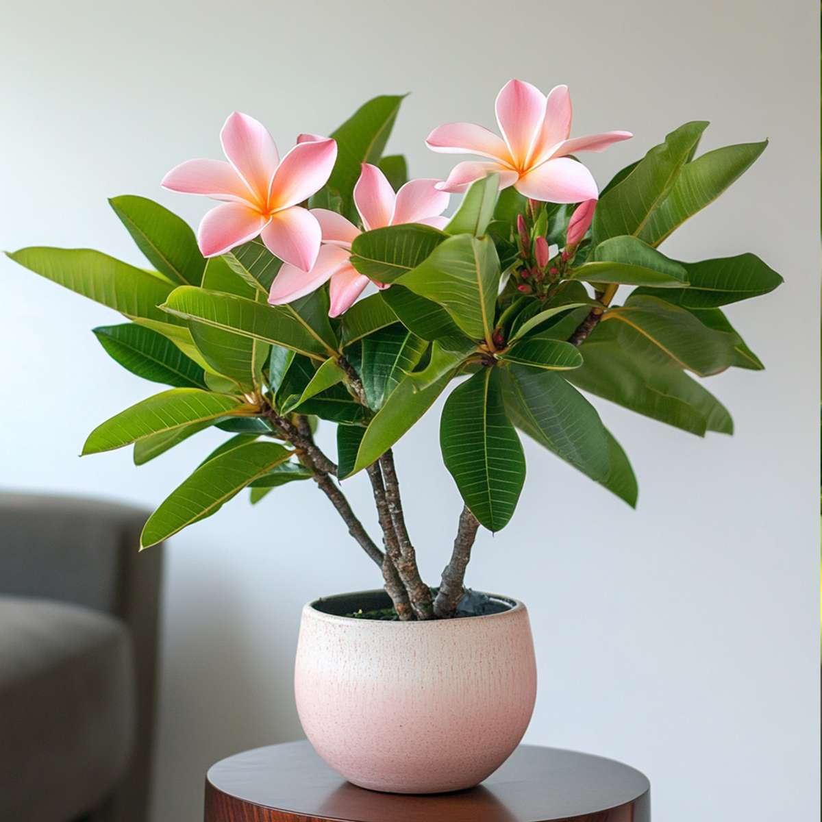 Plumeria Frangipani Hawaii