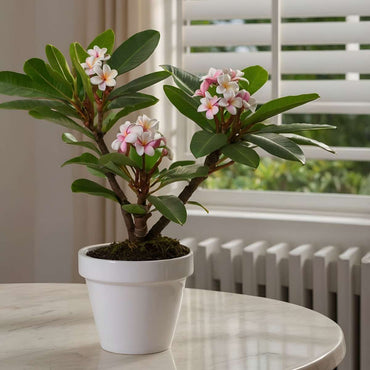 Plumeria Frangipani Hawaii – 2er-Set