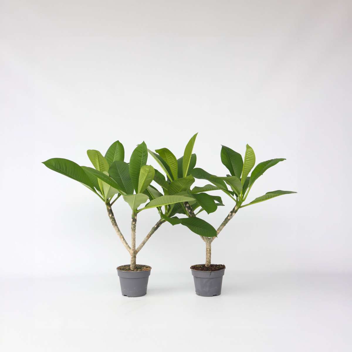 Plumeria Frangipani Hawaii – 2er-Set