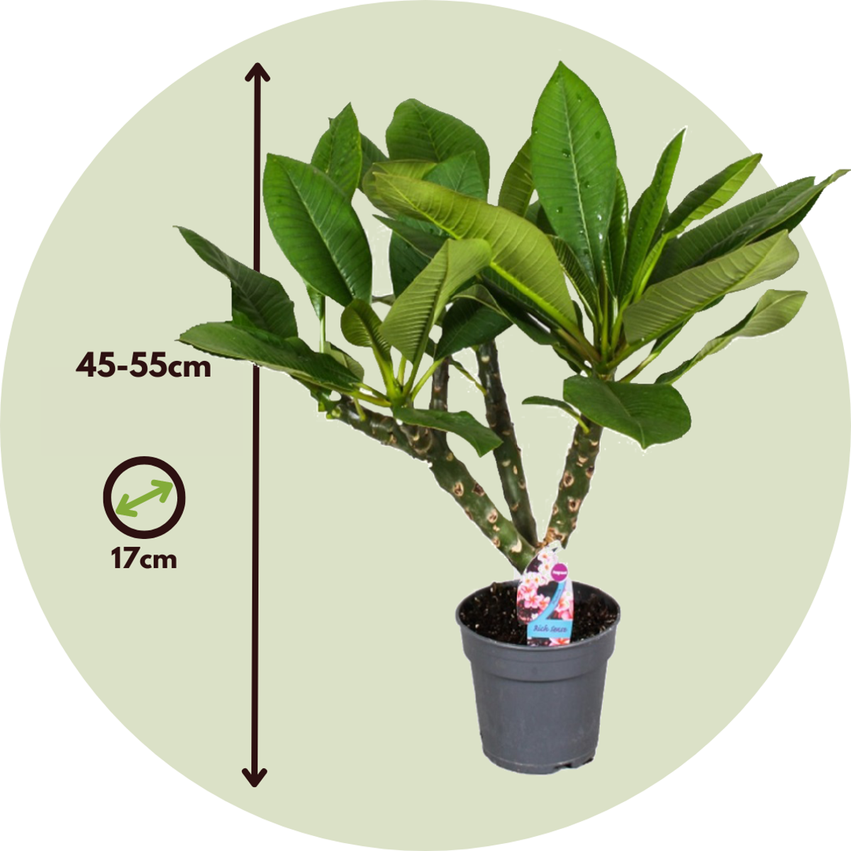 Plumeria Frangipani Hawaii – 2er-Set
