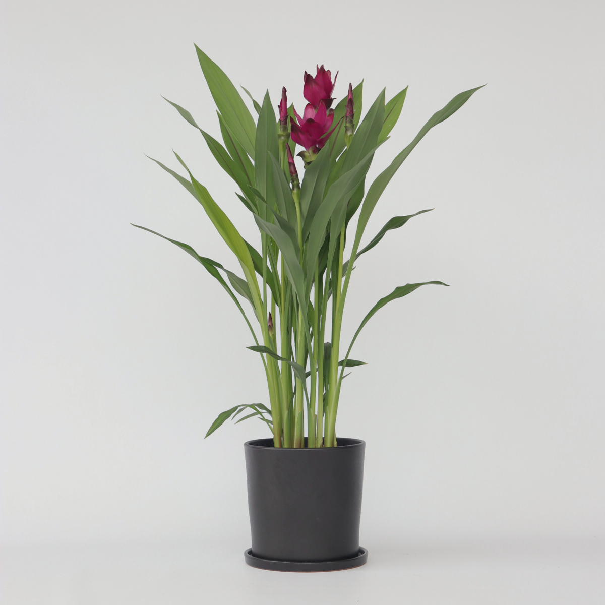Curcuma alismatifolia 'Skyline'