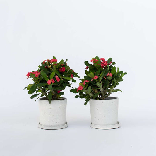 Euphorbia Milii - 2er-Set - Gleditschie