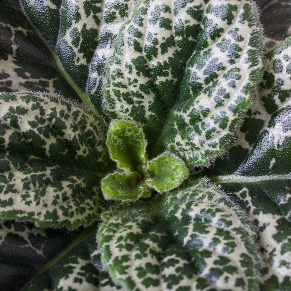 Streptocarpus 'Pretty Turtle' - Spiraalvrucht