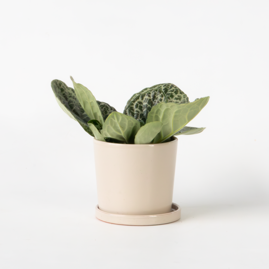 Streptocarpus 'Pretty Turtle' - Spiralfrucht