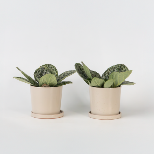 Streptocarpus 'Pretty Turtle' - 2 Stück - Spiralfrucht