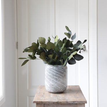 Eucalyptus stuartiana