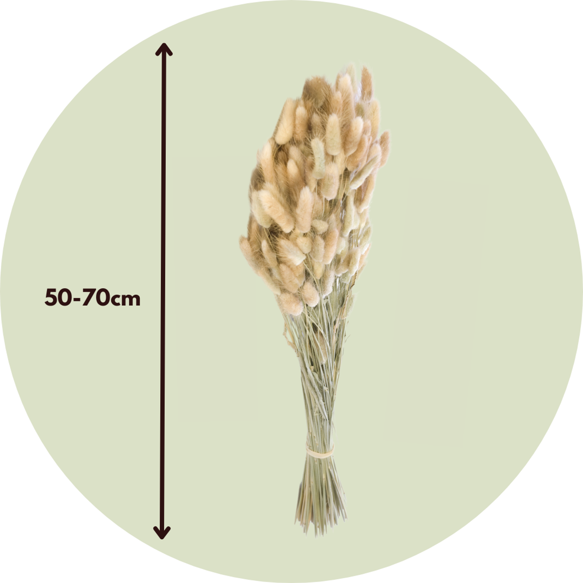 Blumenstrauß 'Lagurus Bunny Ears' - Trockenblumen