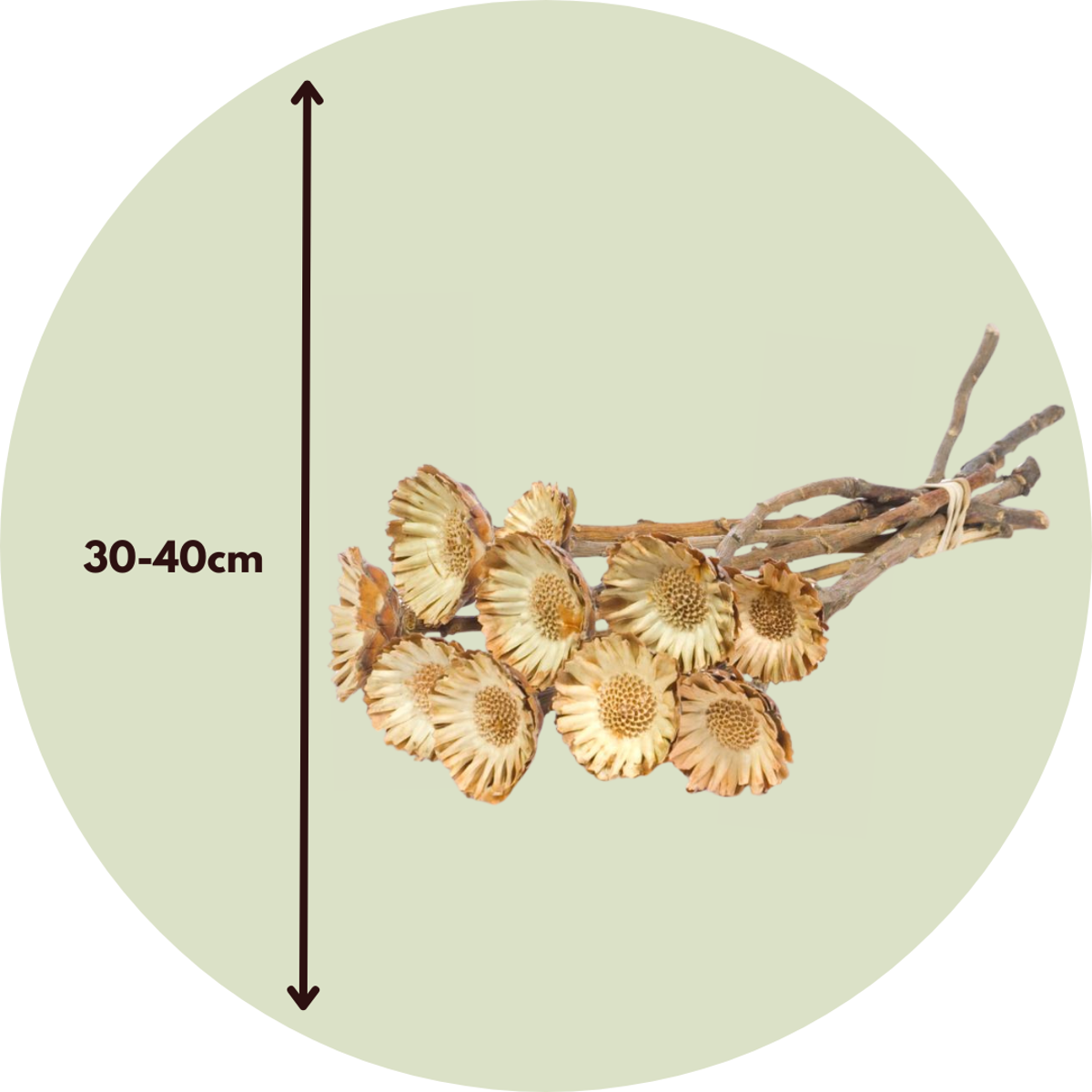 Strauß 'Protea Compacta' - 10 Stück - Trockenblumen