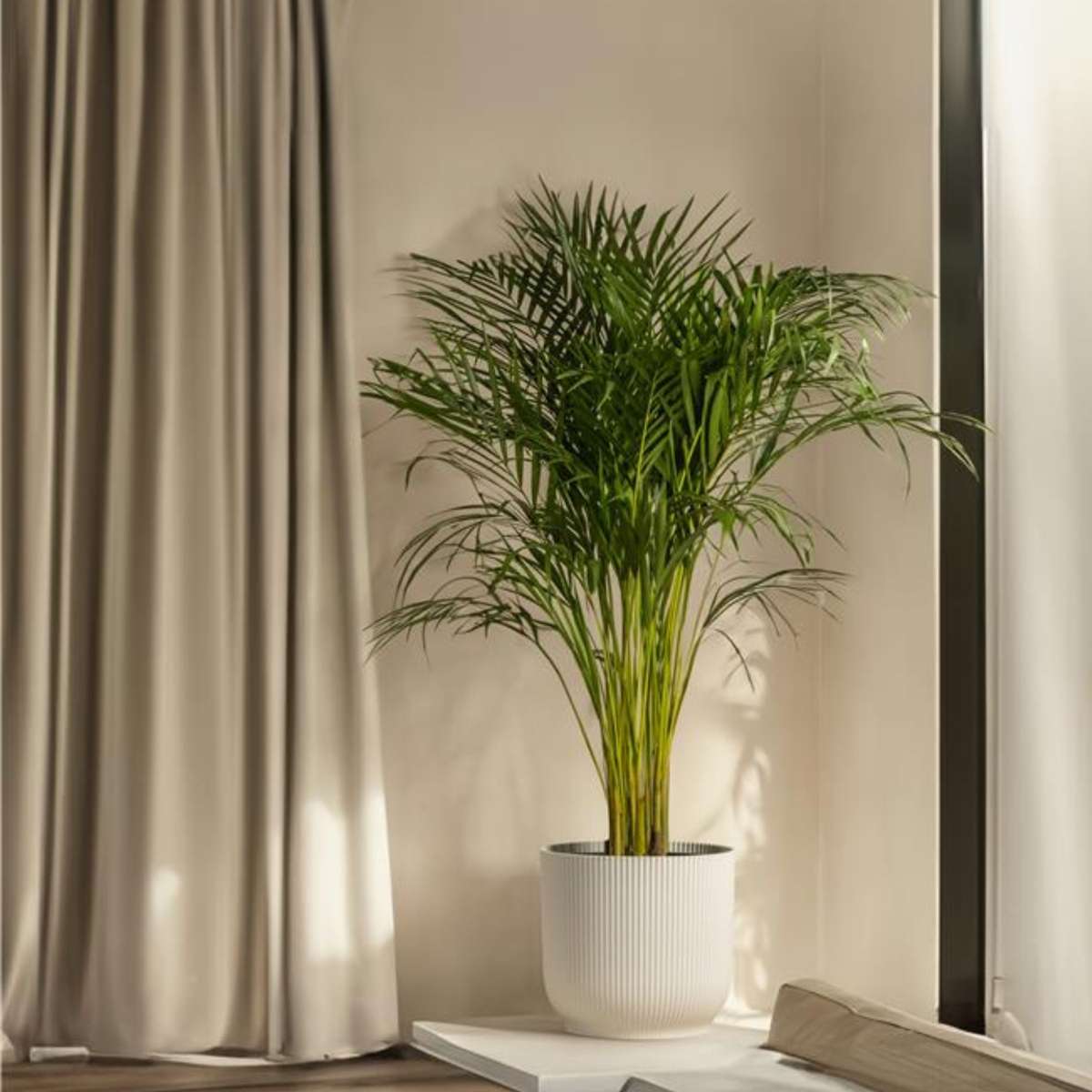Howea Forsteriana - Kentiapalme