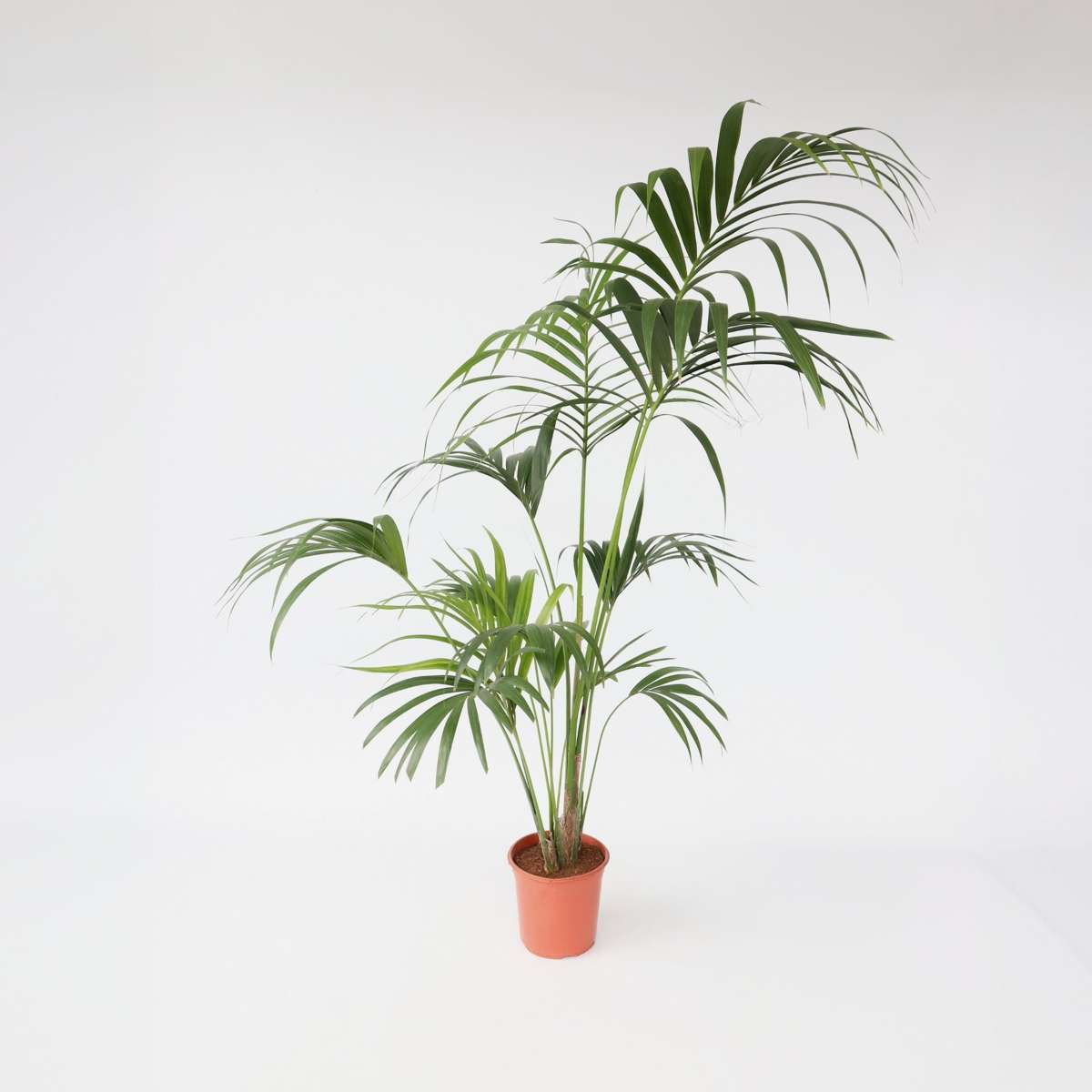 Howea Forsteriana - Kentiapalme