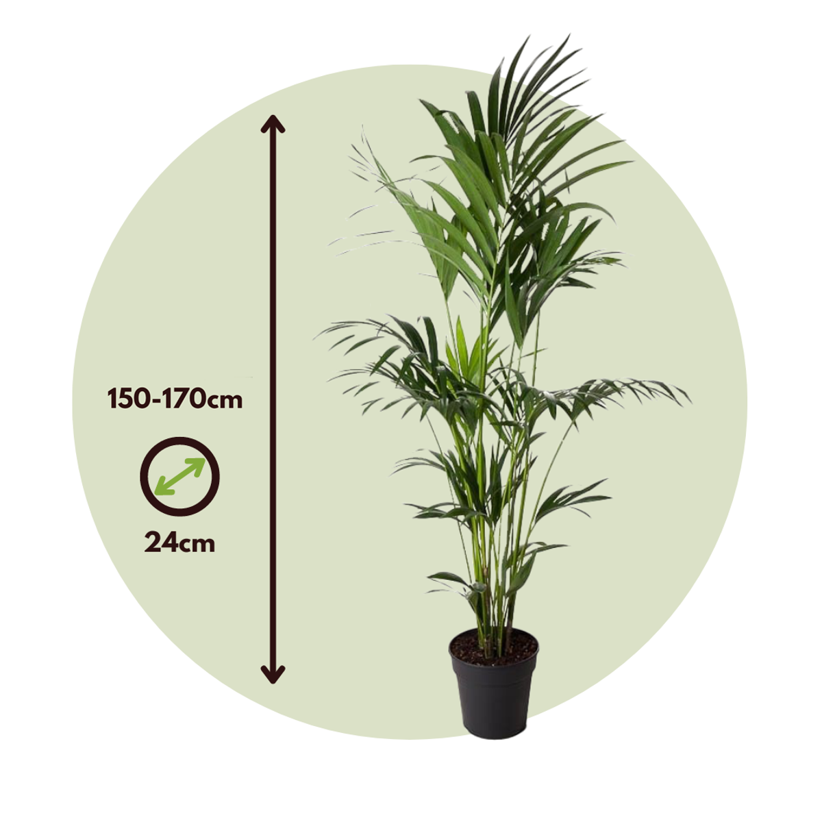 Howea Forsteriana - Kentiapalme