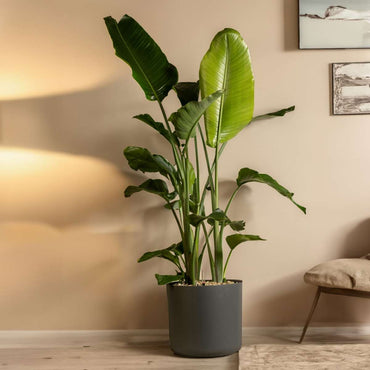 Strelitzia Nicolai – Paradiesvogelblume