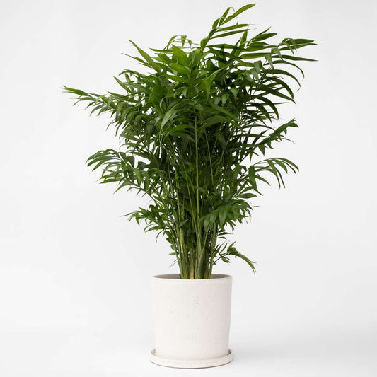 Mexicaanse dwergpalm