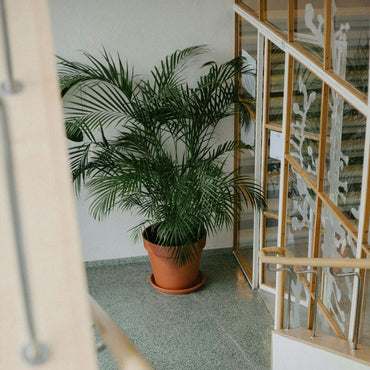 Chamaedorea elegans - 2er-Set - Mexikanische Palmen