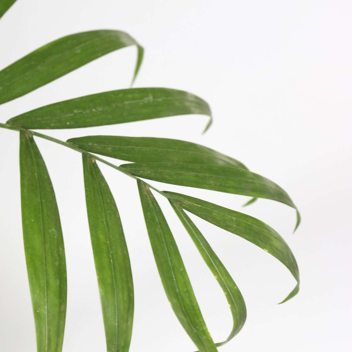 Chamaedorea elegans - 2er-Set - Mexikanische Palmen
