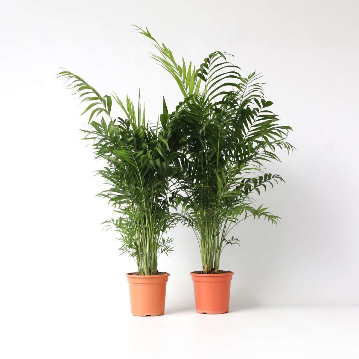 Chamaedorea elegans - 2er-Set - Mexikanische Palmen
