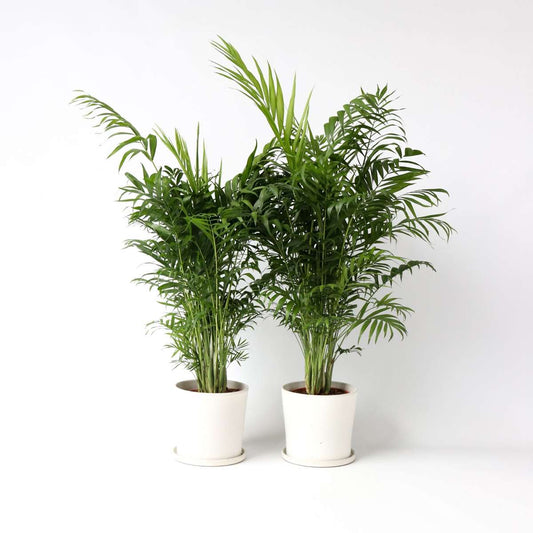 Chamaedorea elegans - 2er-Set - Mexikanische Palmen
