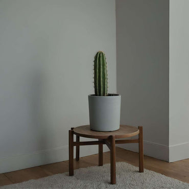 Euphorbia Ingens - Cowboy-Kaktus